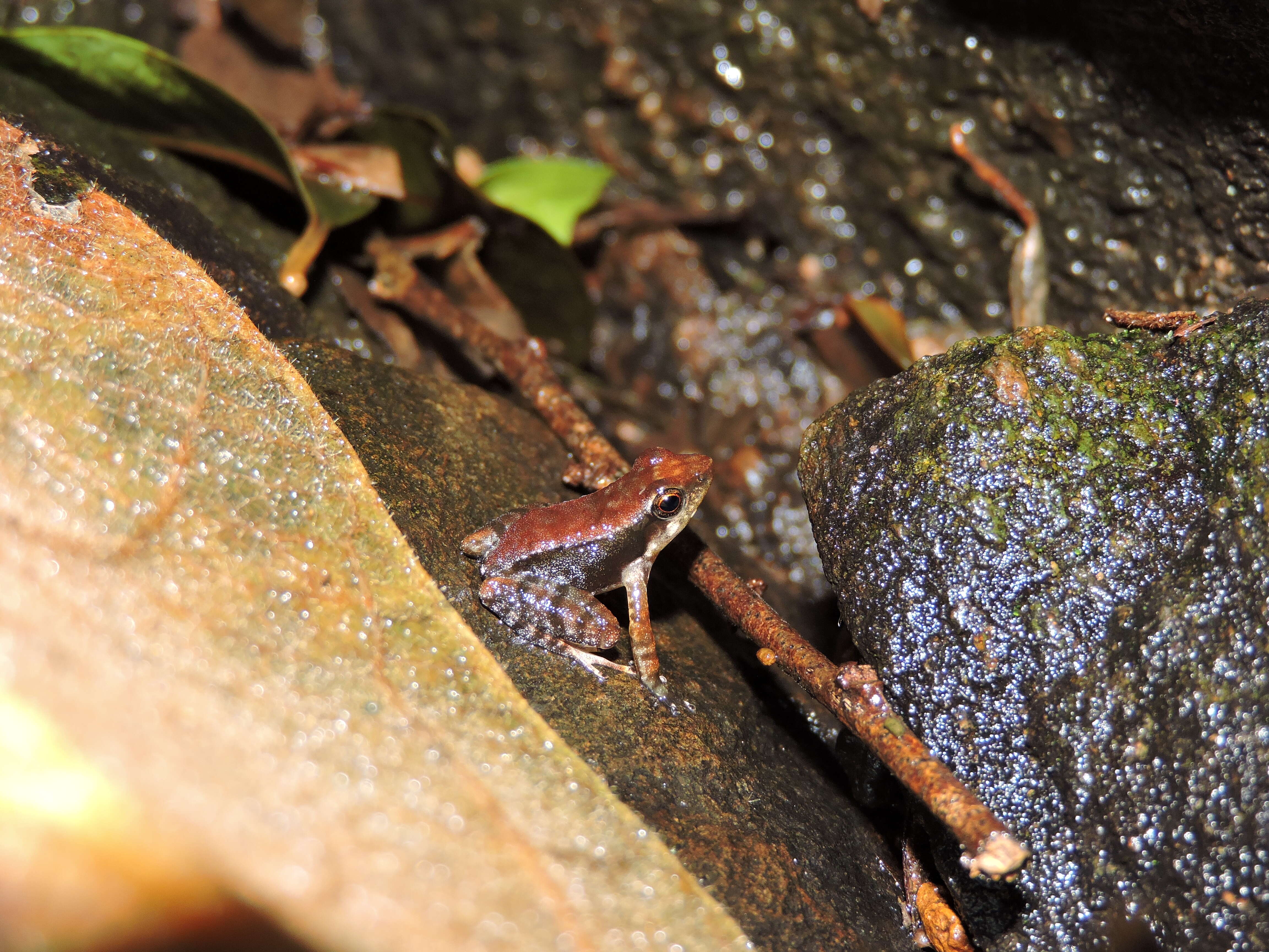 Plancia ëd Micrixalus elegans (Rao 1937)