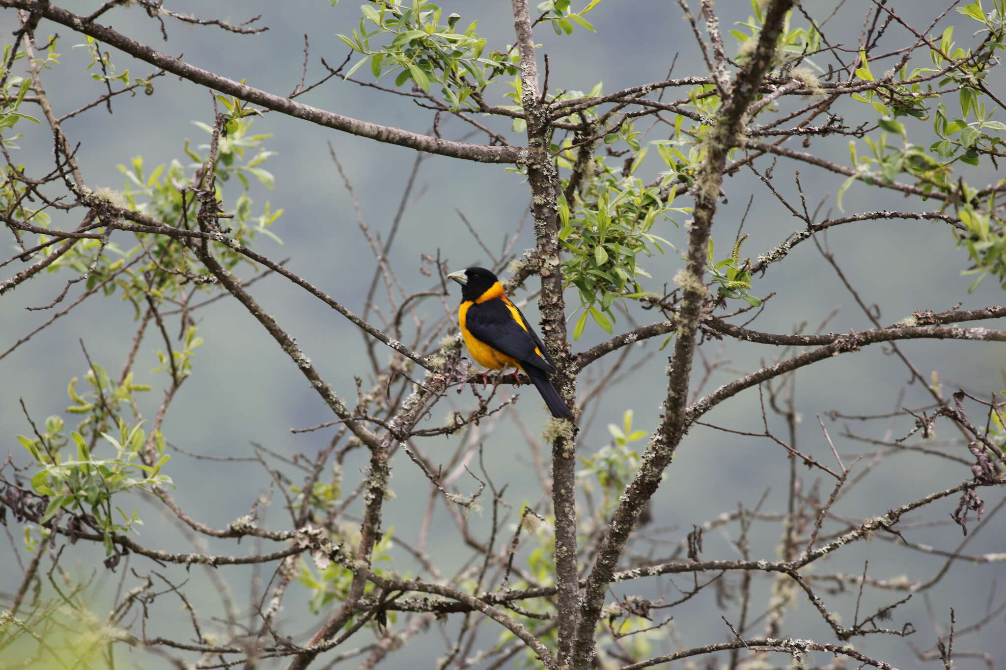 Image of Collared Grosbeak