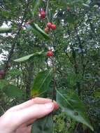 Image of Carolina holly