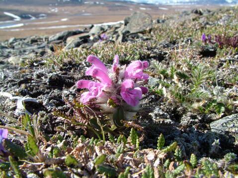 Imagem de Pedicularis dasyantha Hadac