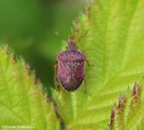 Image of Oenopiella punctaria (Stal 1859) Stal 1859