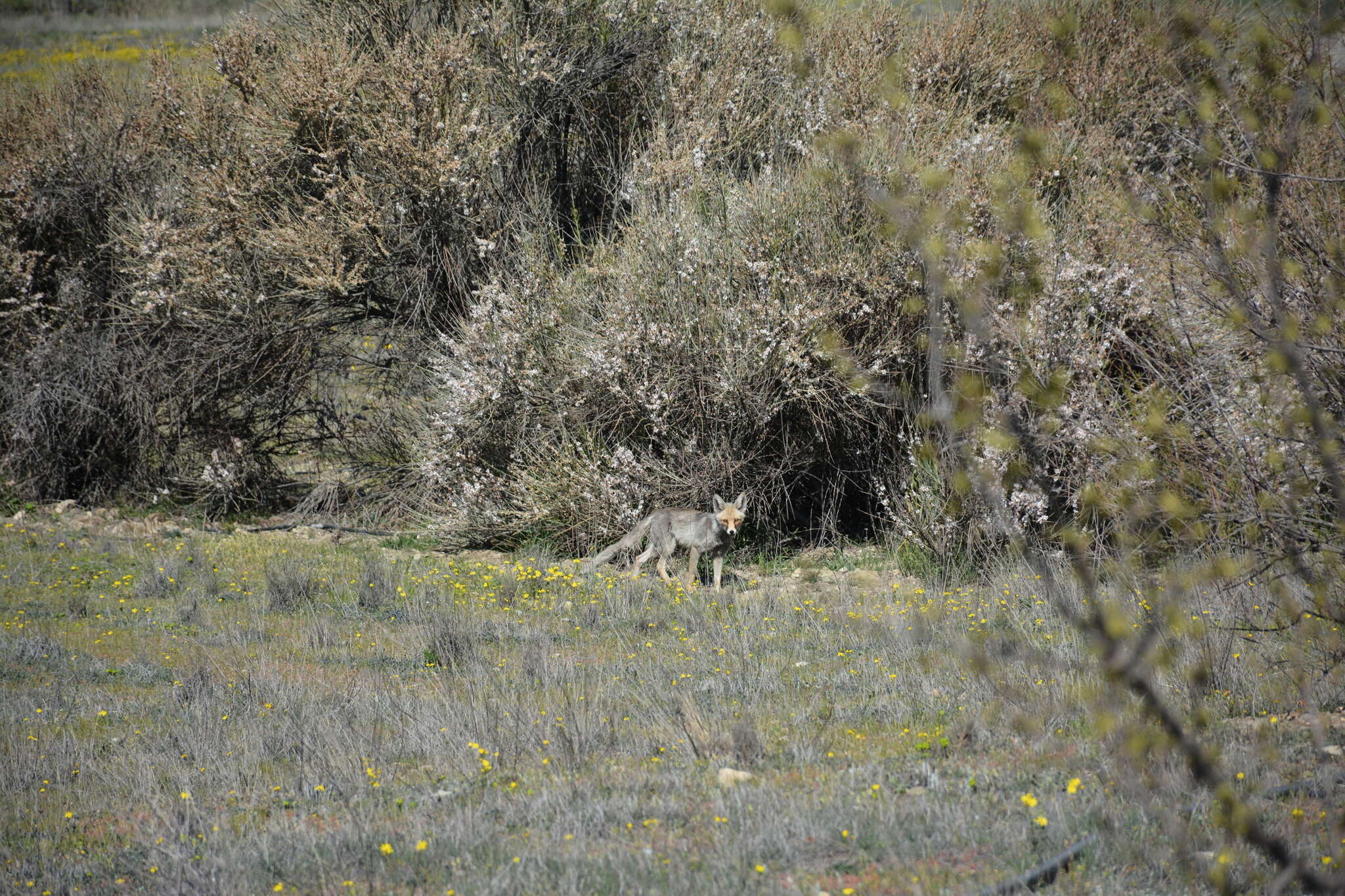 Image of Turkmenian fox