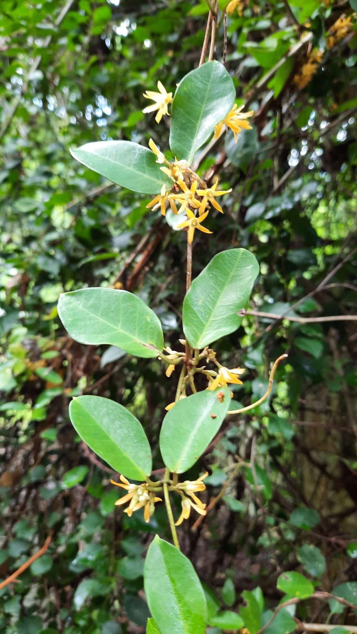 Image of Toxocarpus wightianus Hook. & Arnott