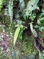 Imagem de Polystichum hancockii (Hance) Diels