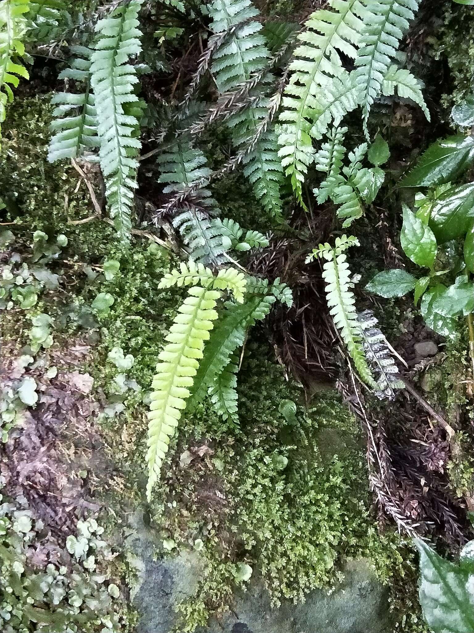 Polystichum hancockii (Hance) Diels resmi