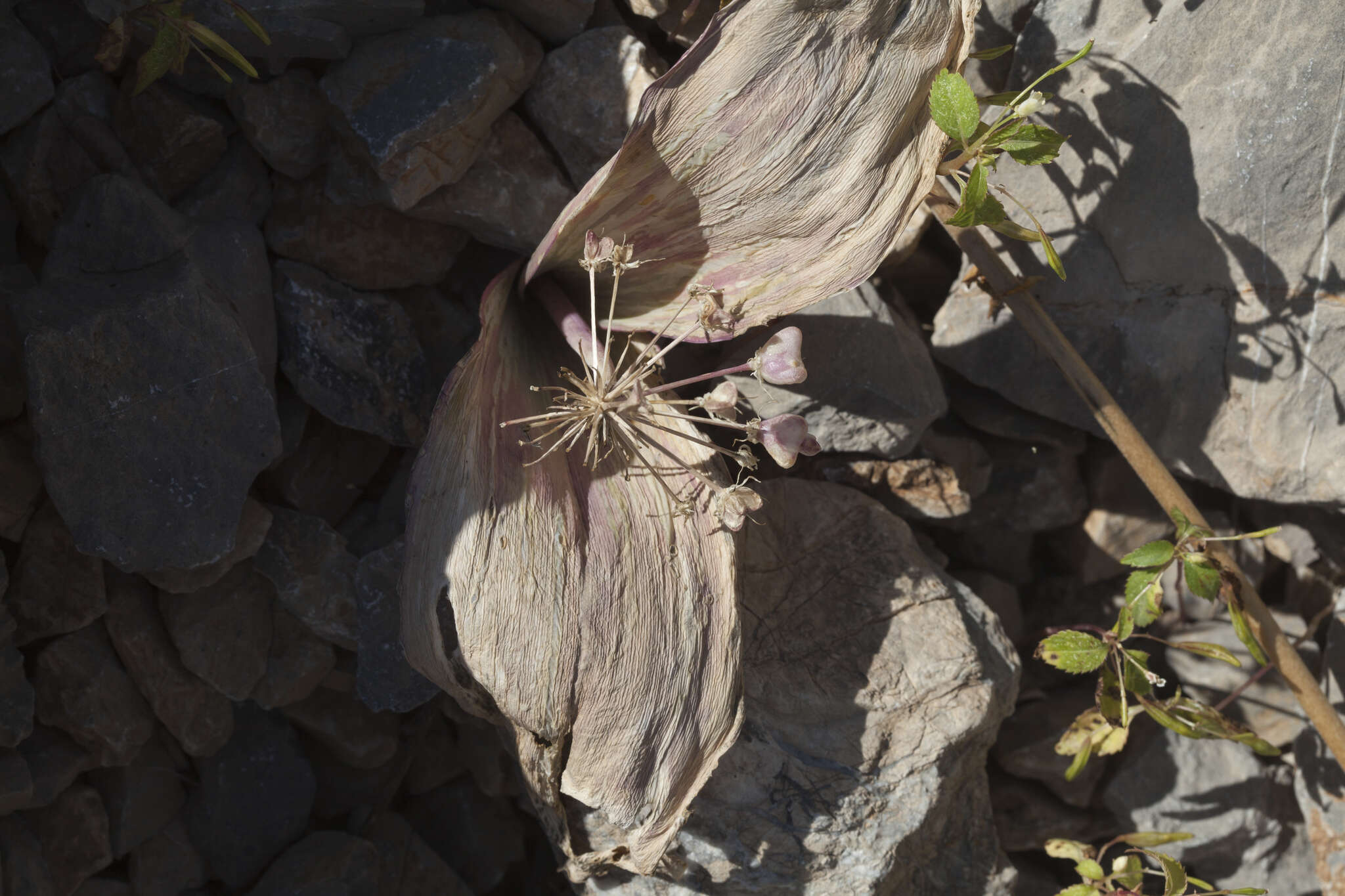 Image of Turkestan onion