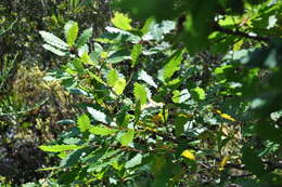 Image of Algerian Oak