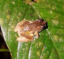 Image of white-striped robber frog