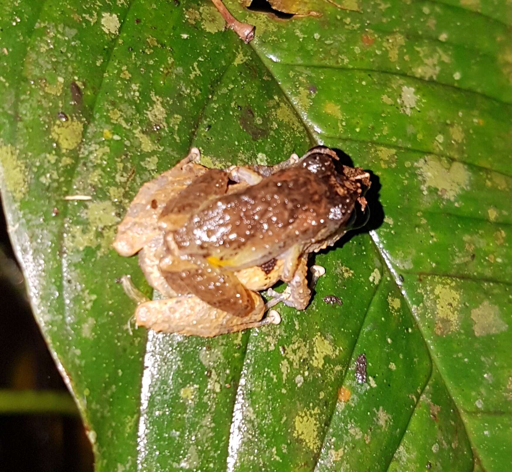 Image of white-striped robber frog
