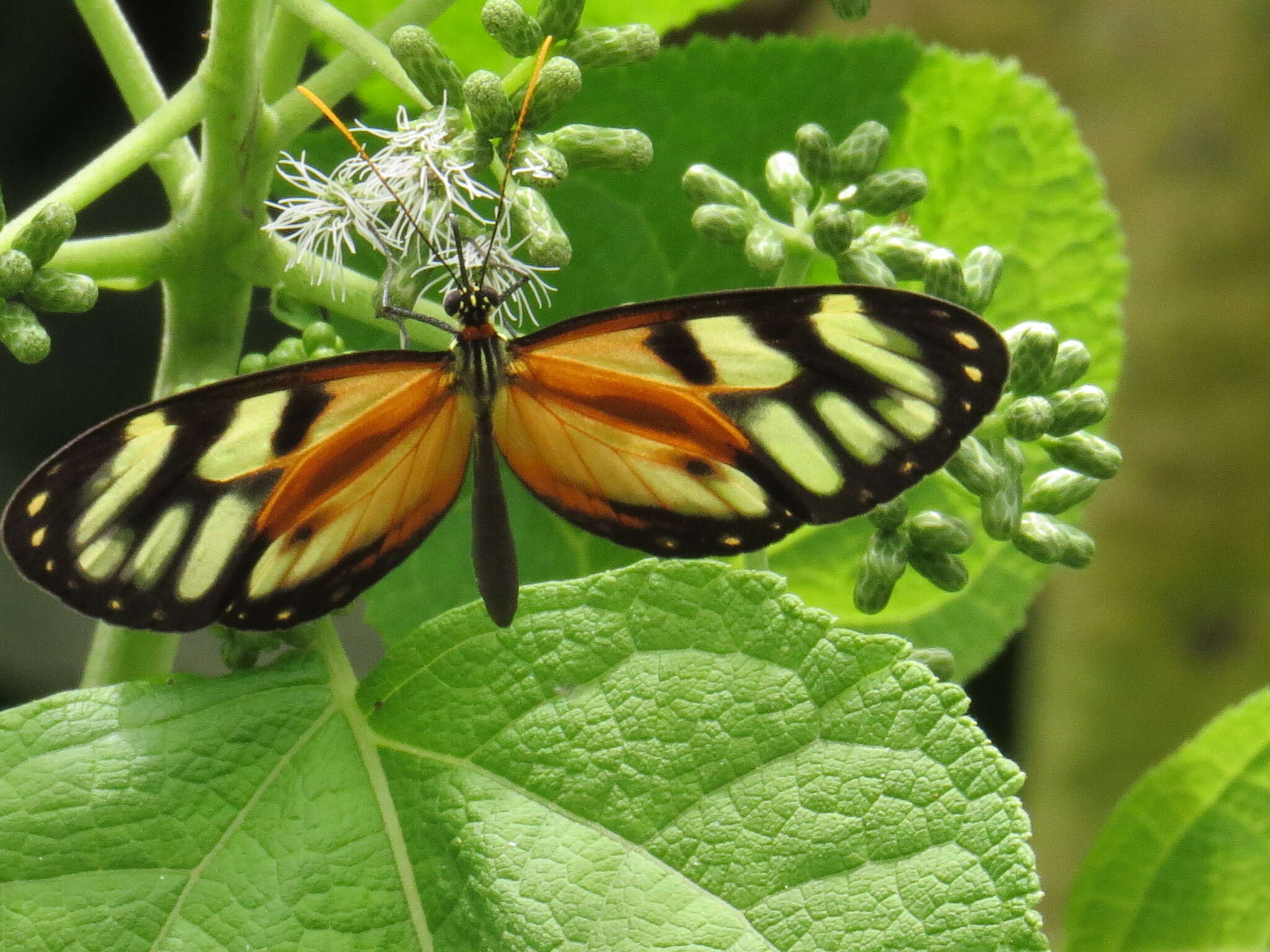 Image of Ithomia iphianassa Doubleday (1847)