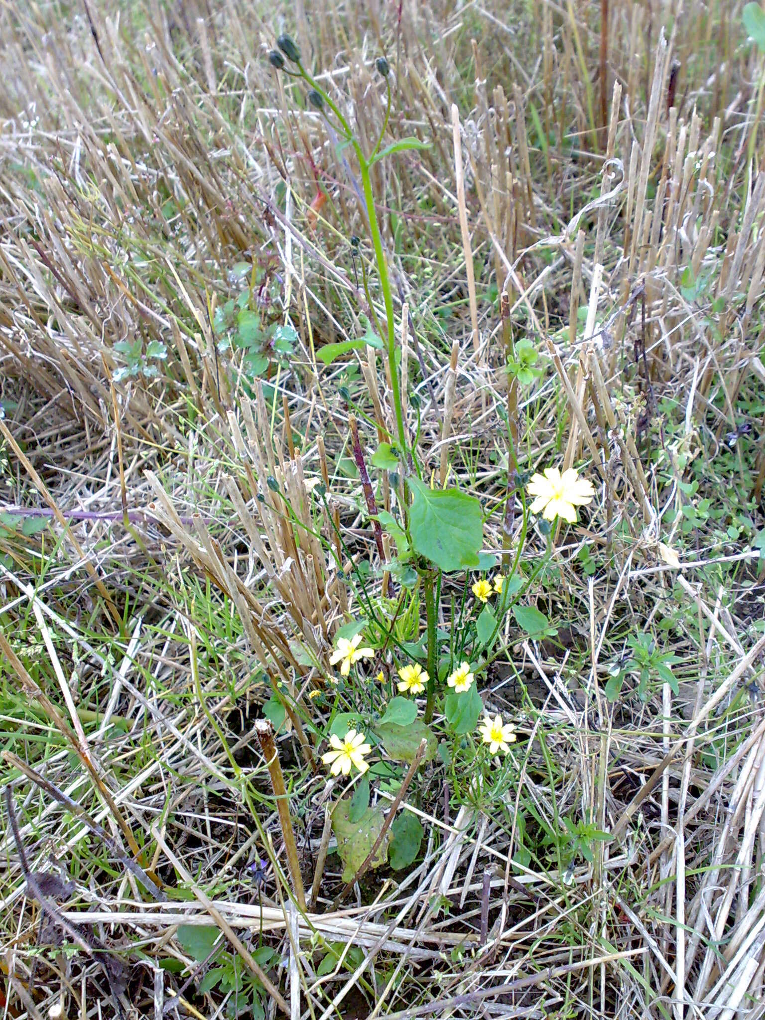 Image of nipplewort