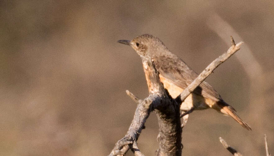 Plancia ëd Monticola brevipes (Waterhouse 1838)