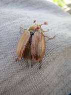 Image of Common cockchafer