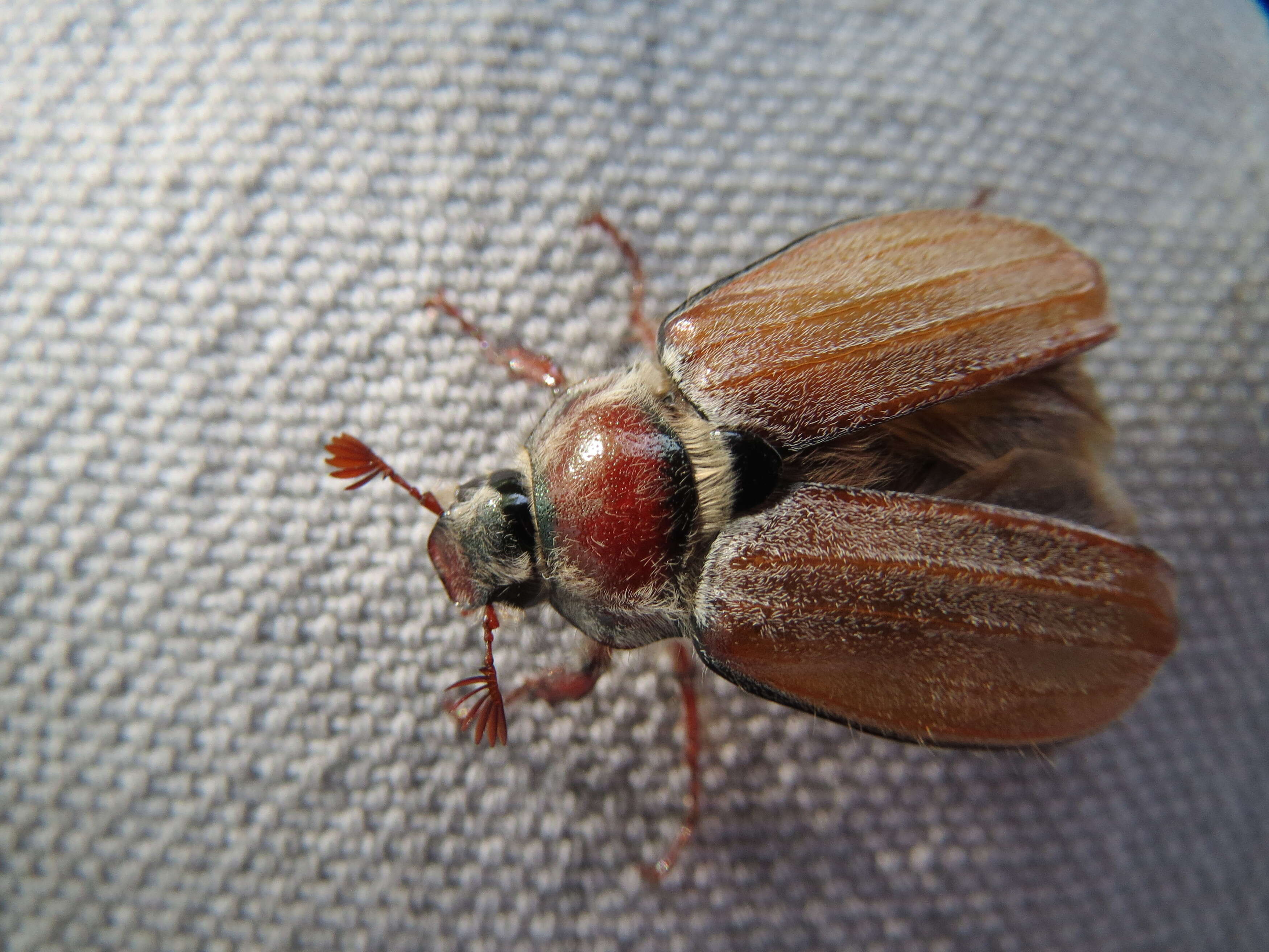 Image of Common cockchafer