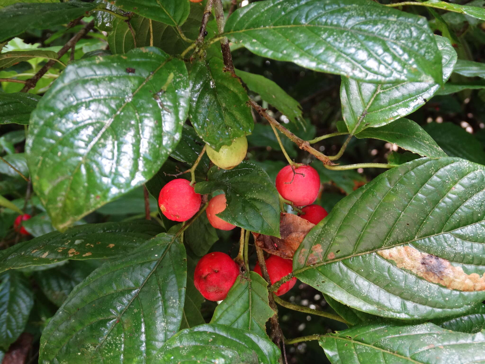 Image of Guettarda foliacea Standl.