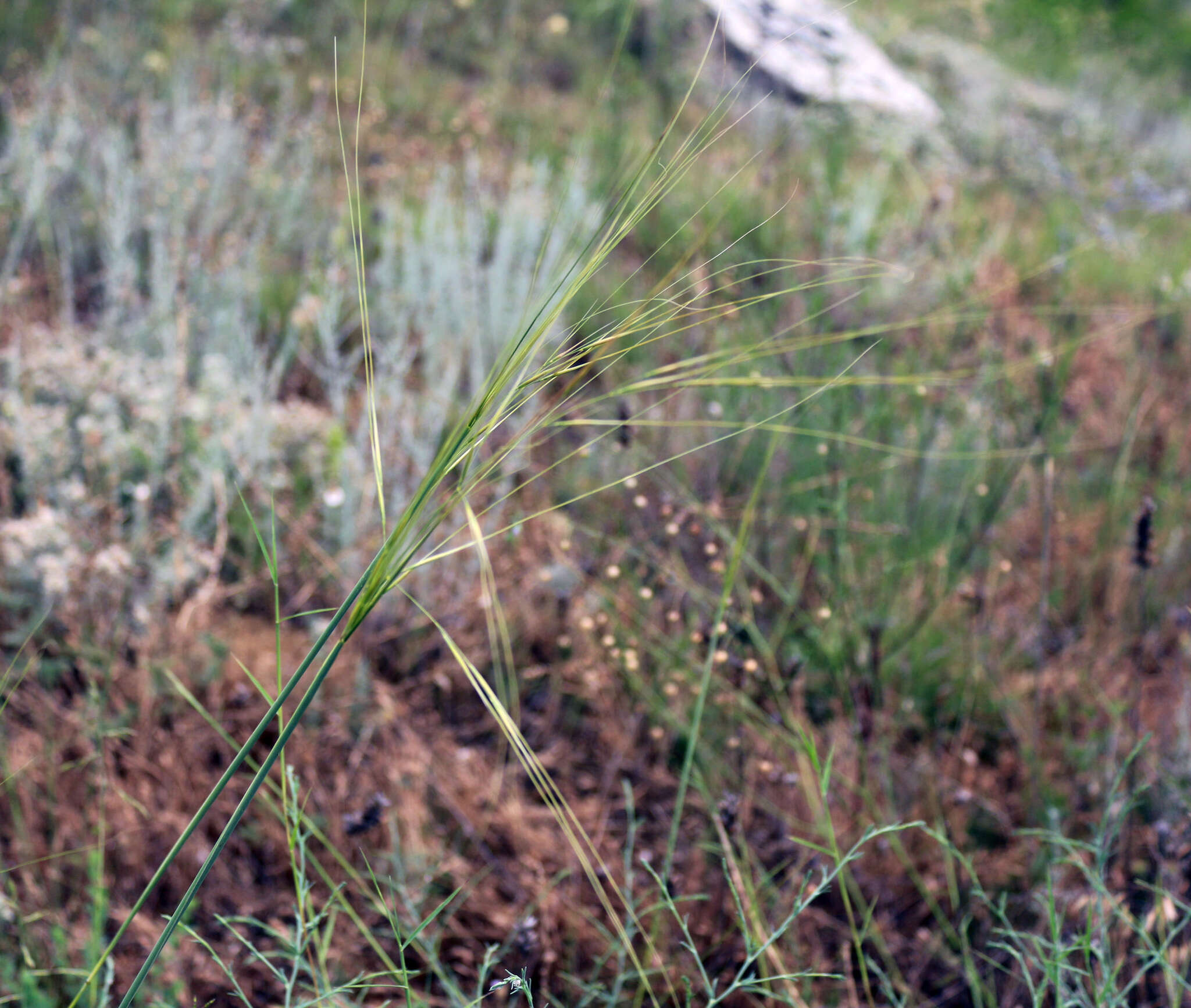 Stipa daghestanica Grossh. resmi