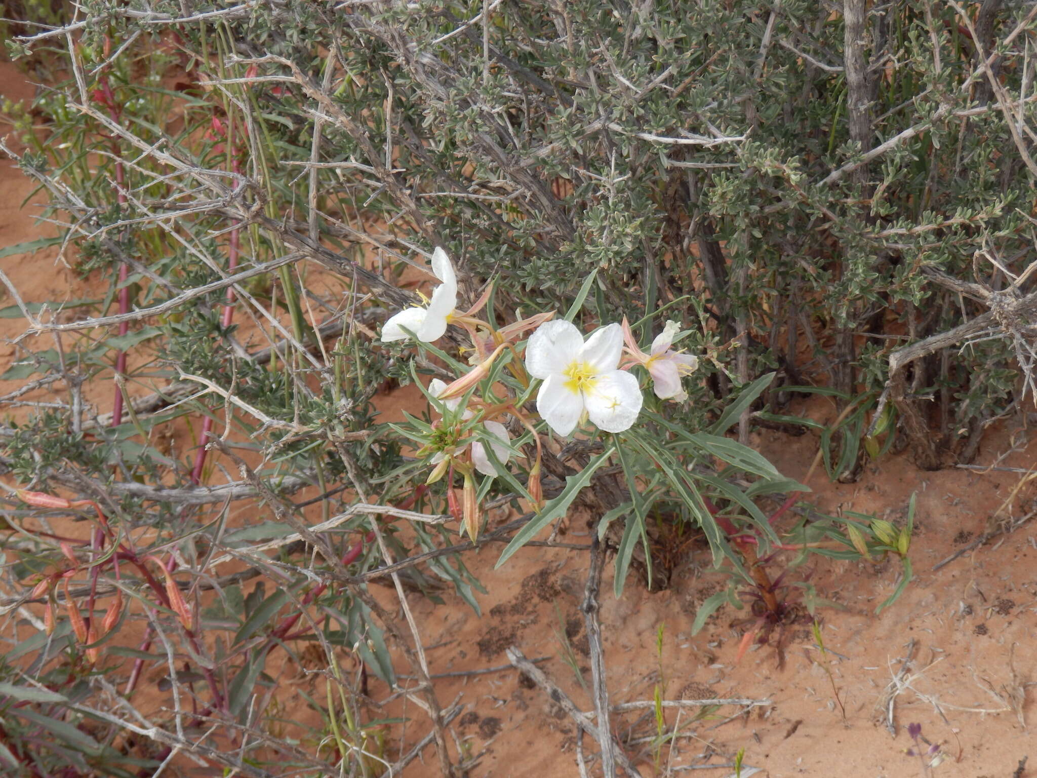 Слика од Oenothera pallida Lindl.