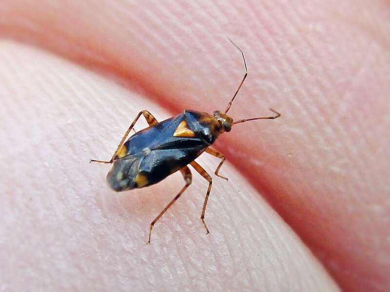 Image of Liocoris