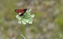 Image of Zygaena sedi Fabricius 1787