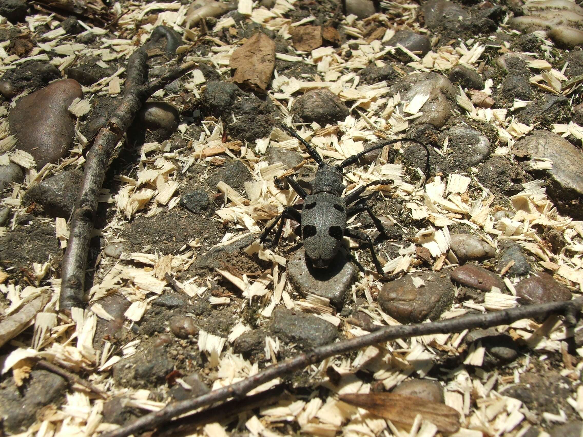 Image of Long-horned beetle