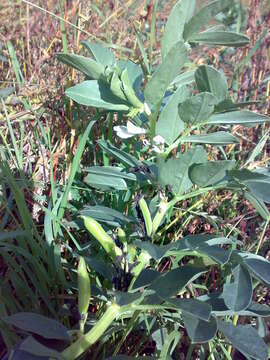 Image of Broad Bean