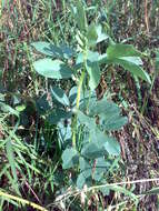 Image of Broad Bean