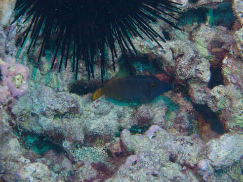 Image of Lacefin filefish