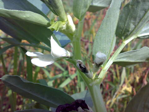 Image of Broad Bean