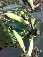 Image of Broad Bean