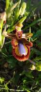 Image of Ophrys speculum subsp. speculum