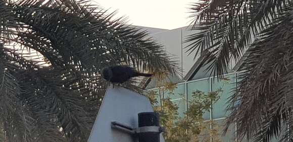 Image of Arabian Chestnut-winged Starling