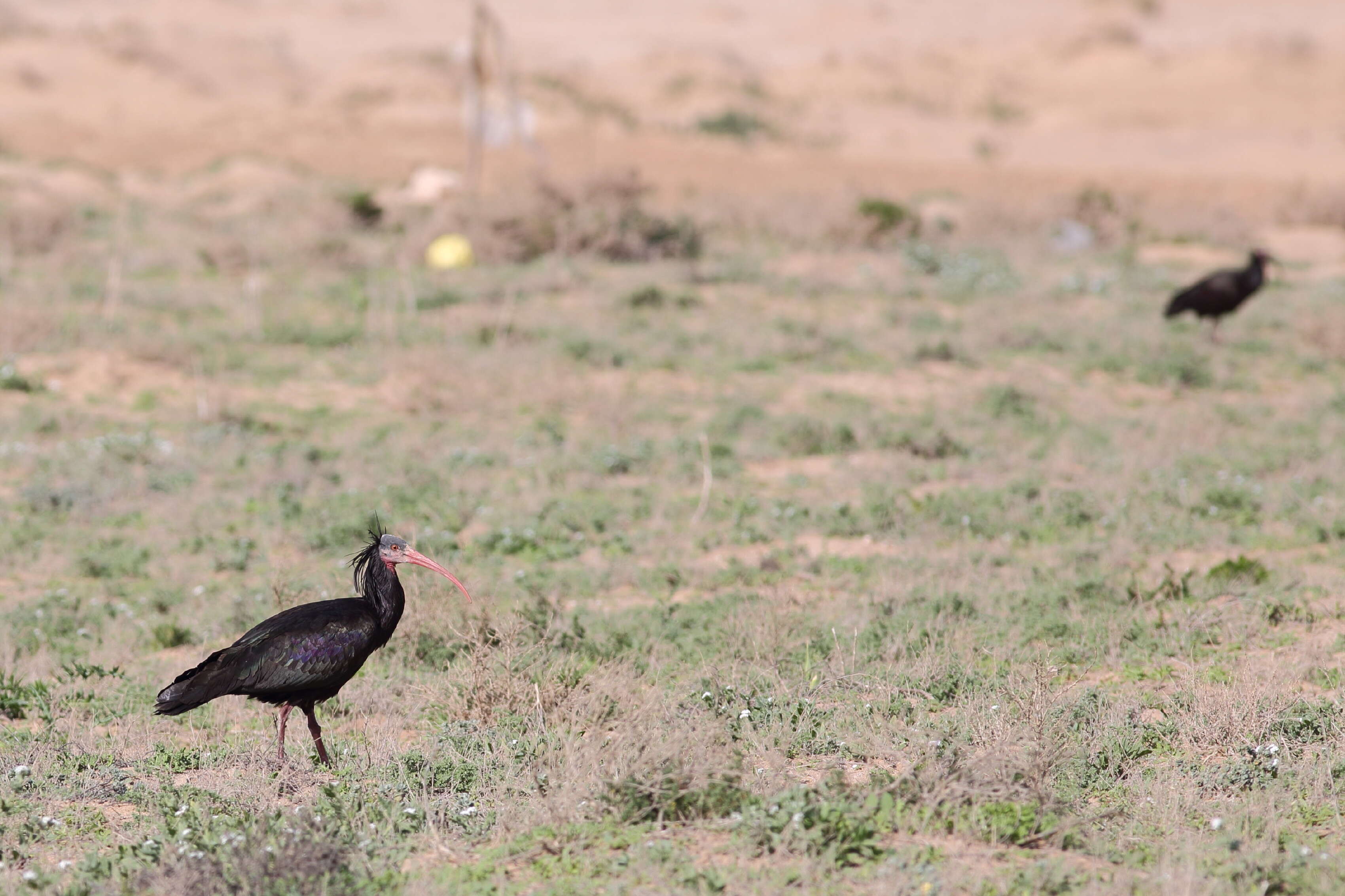 Image of Bald Ibis