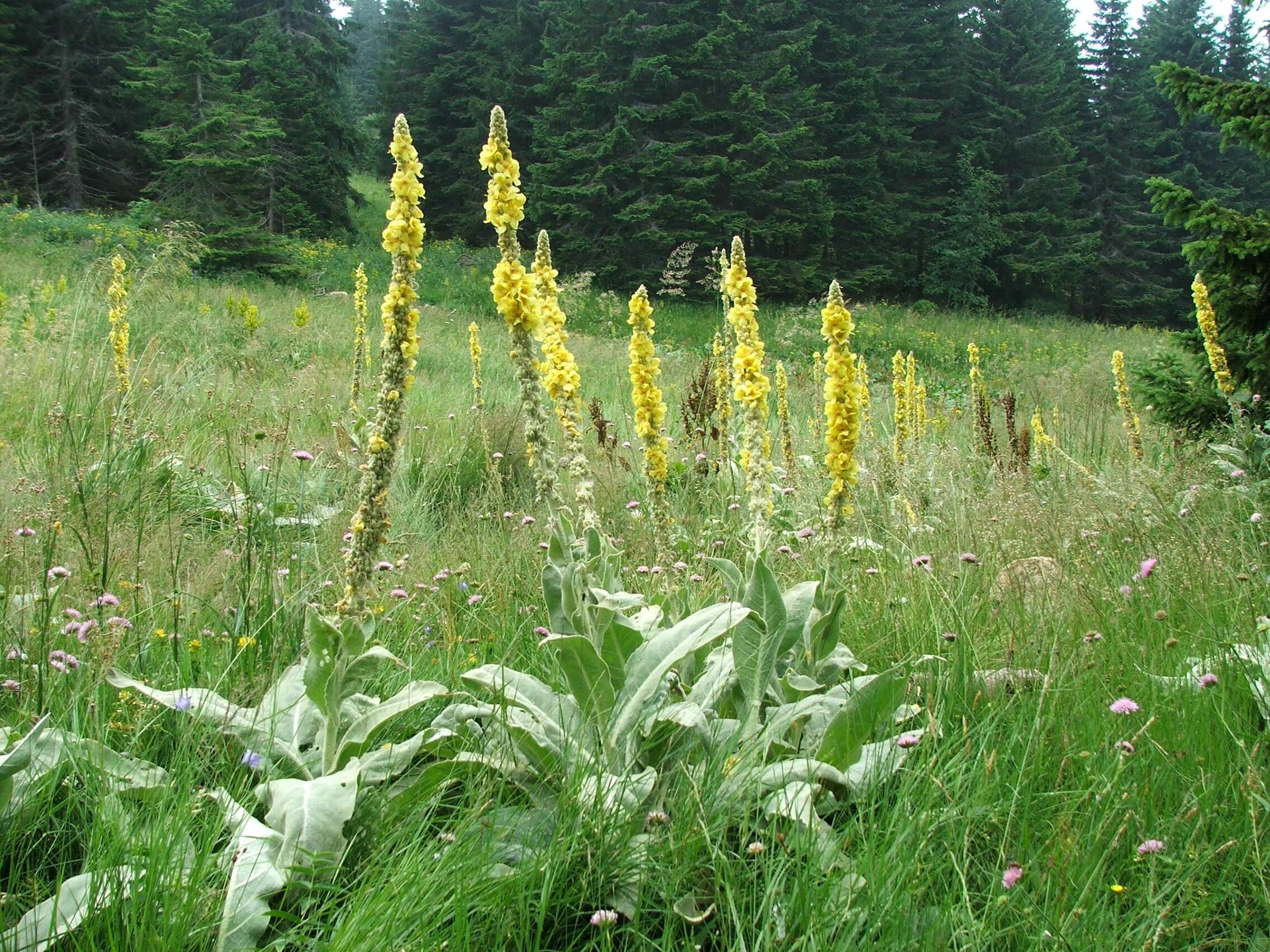 Image of Great Mullein