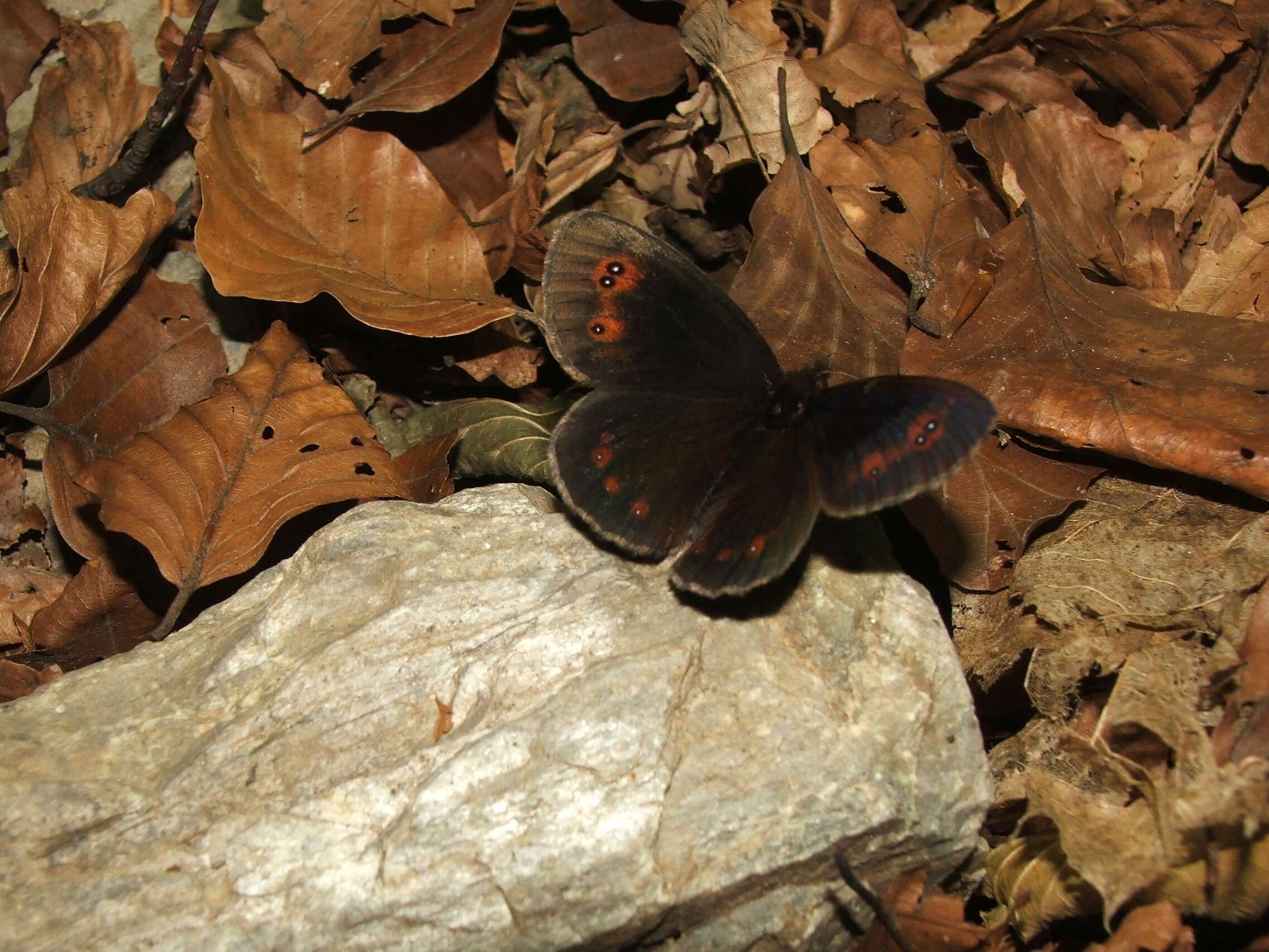 Image of woodland ringlet