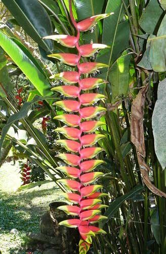 Image de Heliconia rostrata Ruiz & Pav.