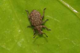 Слика од Romualdius scaber (Linnaeus 1758)