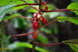 Image of Glossoloma oblongicalyx (J. L. Clark & L. E. Skog) J. L. Clark