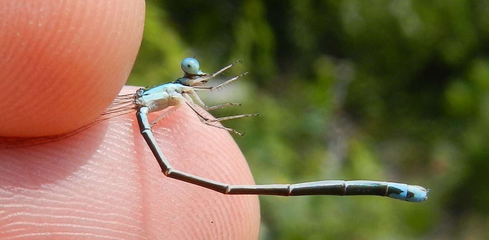 Imagem de Nehalennia gracilis Morse 1895