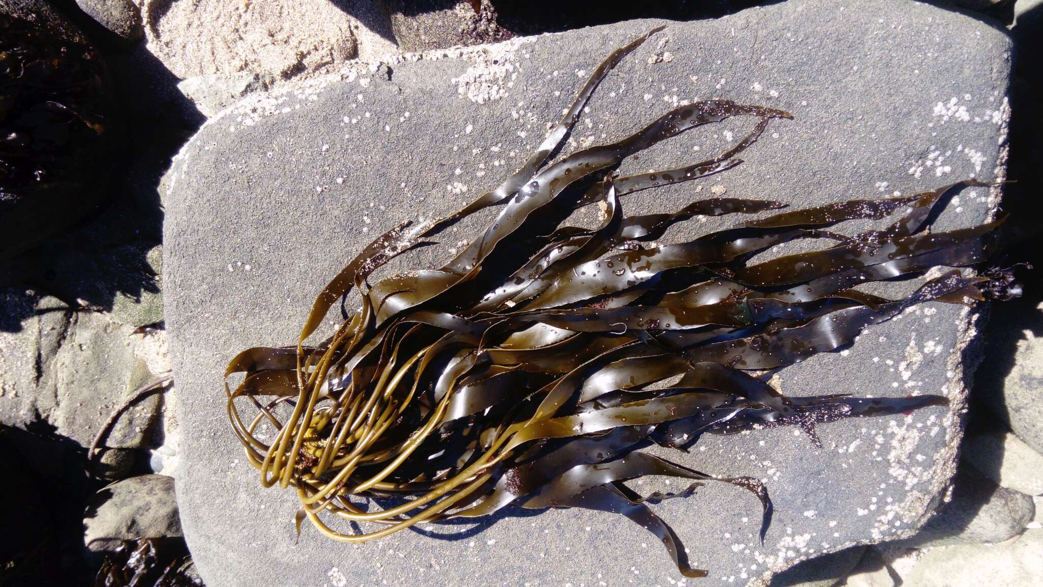 Image of Lessonia spicata