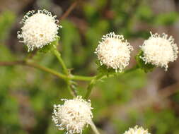 Image de Curio talinoides (DC.) P. V. Heath