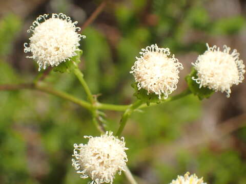 Image of Curio talinoides (DC.) P. V. Heath