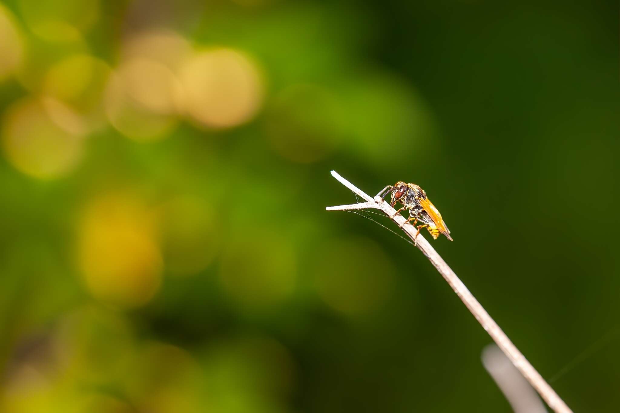 Image of Keyhole Wasp