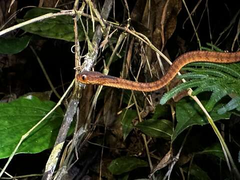 Image of Pareas carinatus carinatus (H. Boie 1830)