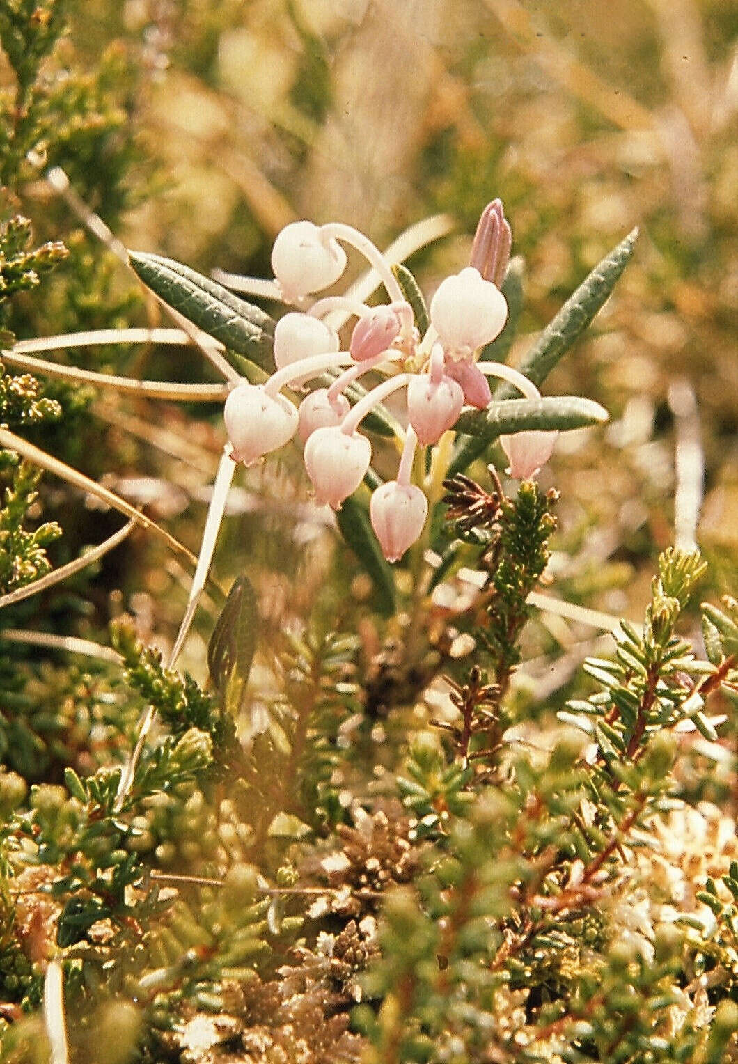 Image of bog rosemary