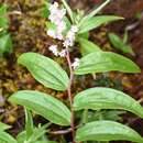 Слика од Maianthemum paludicola La Frankie