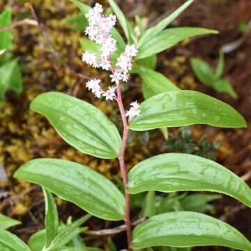 Слика од Maianthemum paludicola La Frankie