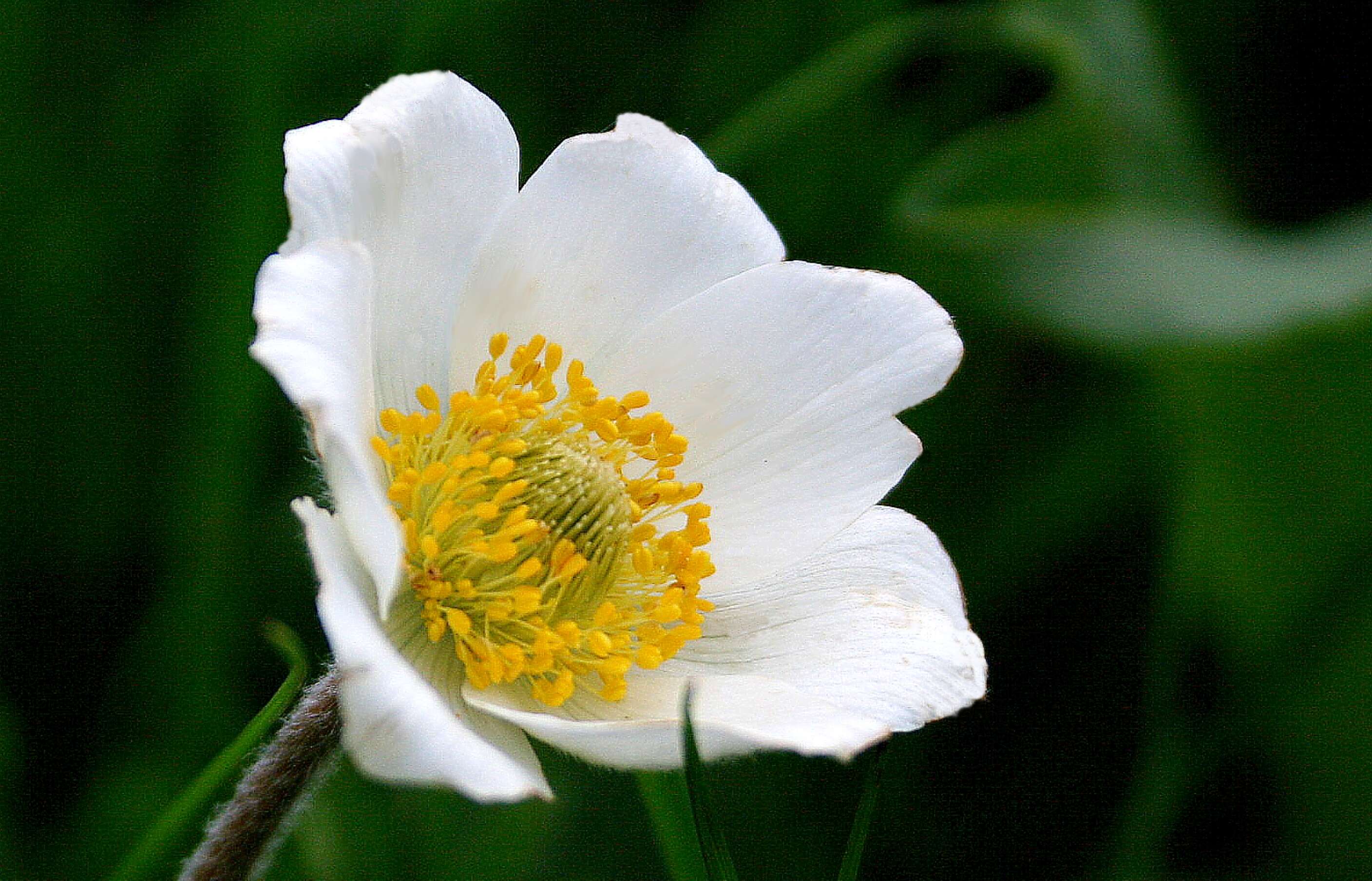 Imagem de Pulsatilla vulgaris Miller