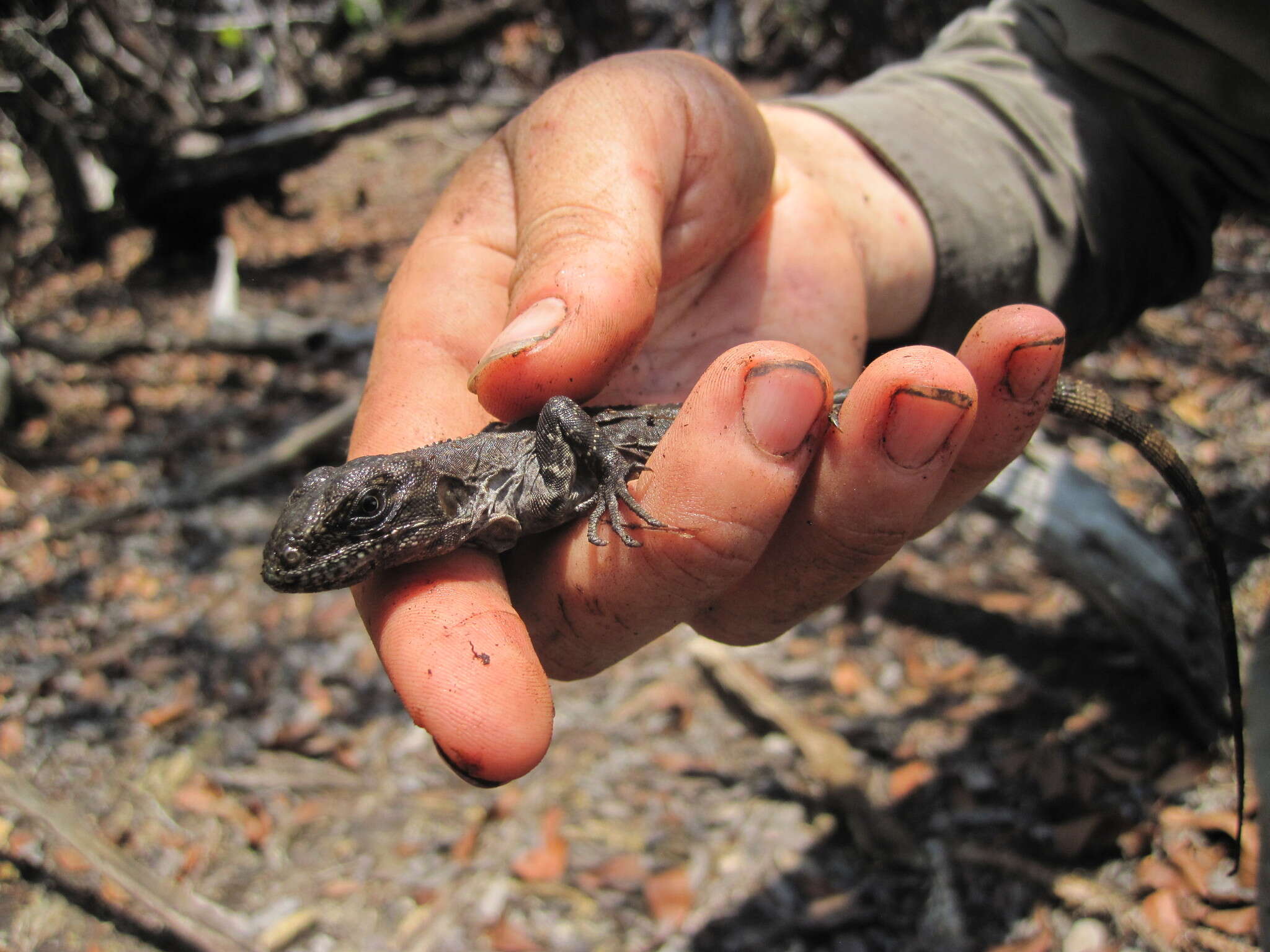 Image of Baker's Spinytail Iguana