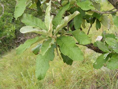 صورة Tarchonanthus trilobus var. galpinii (Hutch. & Phill.) J. Paiva