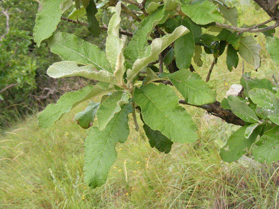 Image of Broad-leaved camphor bush